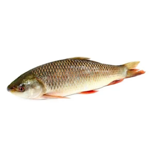 Premium Seafood - Order Now