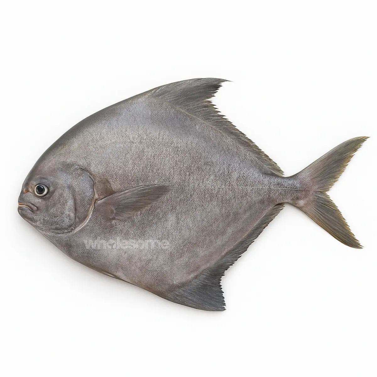 Premium Seafood - Order Now